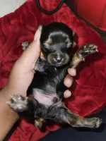 Pb Orange - Tiller, a male Yorkshire Terrier for sale in Dunwoody, GA – Photo 5 of 5