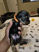 Pb Orange - Teddy, a male Yorkshire Terrier for sale in Dunwoody, GA – Photo 2 of 5