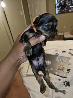 Pb Orange - Teddy, a male Yorkshire Terrier for sale in Dunwoody, GA – Photo 3 of 5