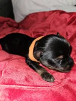 Pb Orange - Tiller, a male Yorkshire Terrier for sale in Dunwoody, GA – Photo 2 of 5