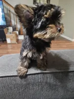 Pb Blue - Zeus (Teacup), a male Yorkshire Terrier for sale in Dunwoody, GA – 3 of 6