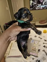 Pb Green - Cashmere, a male Yorkshire Terrier for sale in Dunwoody, GA – 10 of 10