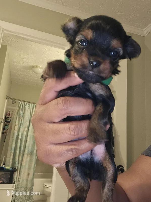 Pb Green - Cashmere – Yorkshire Terrier puppy for sale in Dunwoody, GA