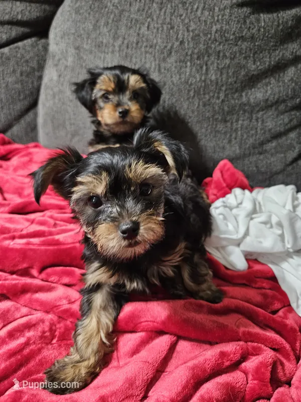Pb Orange - Teddy – Yorkshire Terrier puppy for sale in Dunwoody, GA