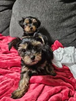 Pb Orange - Teddy, a male Yorkshire Terrier for sale in Dunwoody, GA – 1 of 9