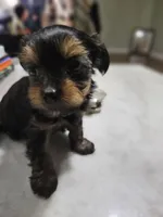 Pb Orange - Teddy, a male Yorkshire Terrier for sale in Dunwoody, GA – 4 of 9