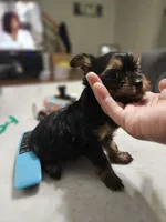 Pb Green - Cashmere, a male Yorkshire Terrier for sale in Dunwoody, GA – 4 of 10