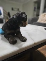 Pb Green - Cashmere, a male Yorkshire Terrier for sale in Dunwoody, GA – 9 of 10