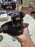 Pb Blue - Zeus (Teacup), a male Yorkshire Terrier for sale in Dunwoody, GA – 5 of 9