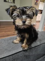 Purbred yorkie - Teddy (Toy size), a male Yorkshire Terrier for sale in Dunwoody, GA – 3 of 3