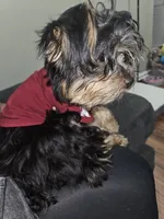 Purebred yorkie - Teddy (Toy size), a male Yorkshire Terrier for sale in Dunwoody, GA – 3 of 4