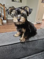 Purbred yorkie - Teddy (Toy size), a male Yorkshire Terrier for sale in Dunwoody, GA – 2 of 3