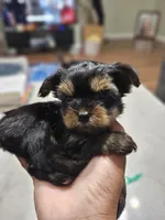 Pb Blue - Zeus (Teacup), a male Yorkshire Terrier for sale in Dunwoody, GA – 4 of 9