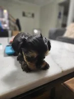 Pb Green - Cashmere, a male Yorkshire Terrier for sale in Dunwoody, GA – 5 of 10