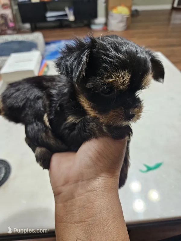 Pb Blue - Zeus – Yorkshire Terrier puppy for sale in Dunwoody, GA