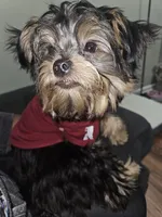 Purebred yorkie - Teddy (Toy size), a male Yorkshire Terrier for sale in Dunwoody, GA – 2 of 4