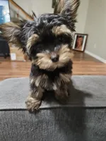 Pb Blue - Zeus (Teacup), a male Yorkshire Terrier for sale in Dunwoody, GA – 4 of 6