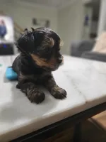 Pb Green - Cashmere, a male Yorkshire Terrier for sale in Dunwoody, GA – 6 of 10