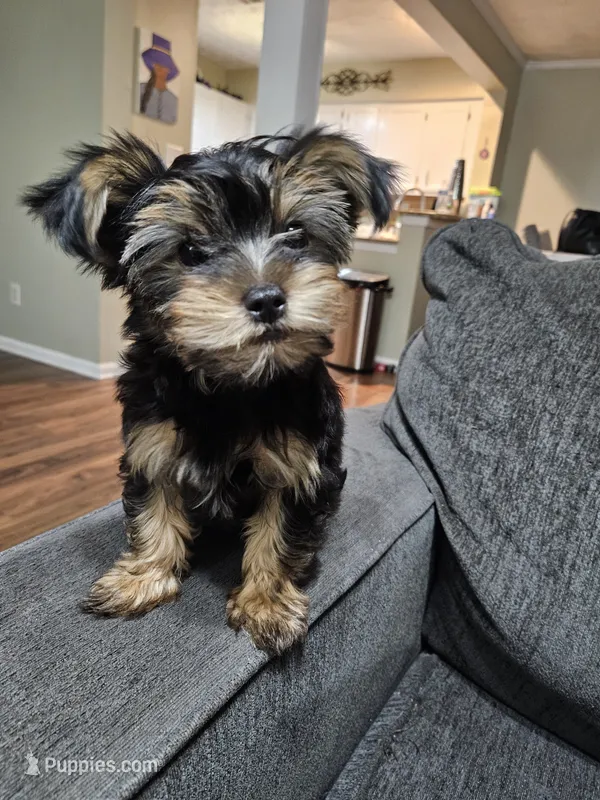 Pb Orange - Teddy Toy – Yorkshire Terrier puppy for sale in Dunwoody, GA