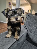 Purbred yorkie - Teddy (Toy size), a male Yorkshire Terrier for sale in Dunwoody, GA – 1 of 3