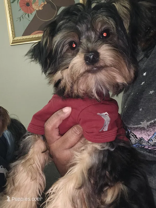 Purebred yorkie - Teddy (Toy size) – Yorkshire Terrier puppy for sale in Dunwoody, GA