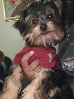 Purebred yorkie - Teddy (Toy size), a male Yorkshire Terrier for sale in Dunwoody, GA – 1 of 4