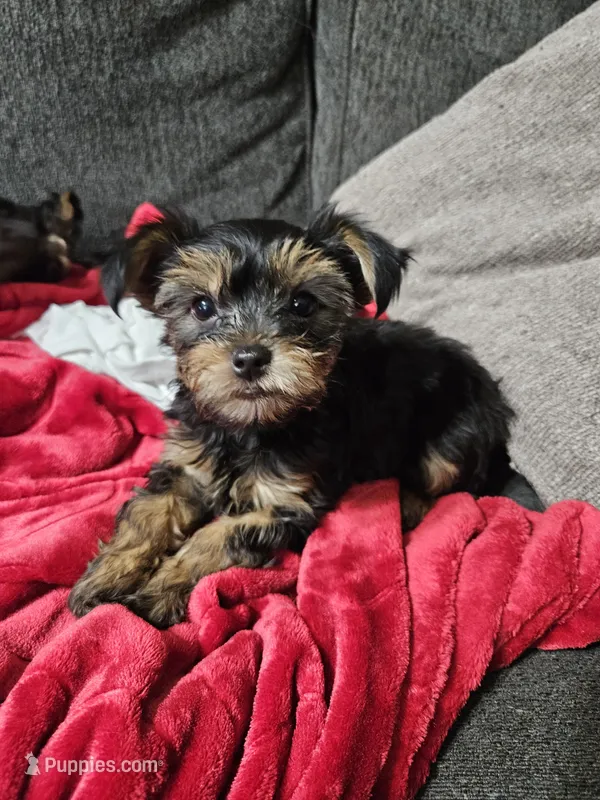 Pb Orange - Teddy – Yorkshire Terrier puppy for sale in Dunwoody, GA