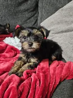 Pb Orange - Teddy, a male Yorkshire Terrier for sale in Dunwoody, GA – 2 of 9