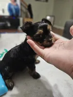 Pb Orange - Teddy, a male Yorkshire Terrier for sale in Dunwoody, GA – 6 of 9