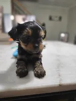 Pb Green - Cashmere, a male Yorkshire Terrier for sale in Dunwoody, GA – 2 of 10