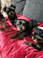 Pb Green - Cash, a male Yorkshire Terrier for sale in Dunwoody, GA – 2 of 10