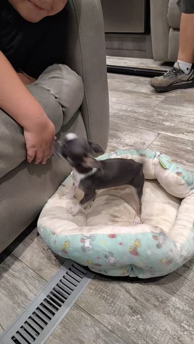 Apple head tiny, a male Chihuahua for sale in Drain, OR – 7 of 7