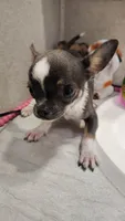 Apple head tiny, a male Chihuahua for sale in Drain, OR – 2 of 7