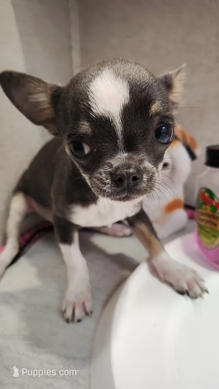 Apple head tiny – Chihuahua puppy for sale in Drain, OR