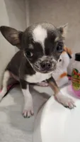 Apple head tiny, a male Chihuahua for sale in Drain, OR – 1 of 7