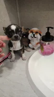 Apple head tiny, a male Chihuahua for sale in Drain, OR – 3 of 7