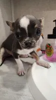 Apple head tiny, a male Chihuahua for sale in Drain, OR – 6 of 7