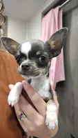 Apple head tiny, a male Chihuahua for sale in Drain, OR – 4 of 7