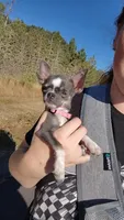 TOY Apple head , a male Chihuahua for sale in Drain, OR – 1 of 8