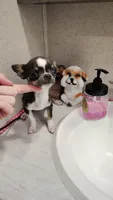 Apple head tiny, a male Chihuahua for sale in Drain, OR – 5 of 7