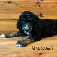 April Ludgate, a female Poodle - Miniature  and Poodle - Standard  for sale in Sedalia, MO – 1 of 3