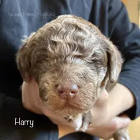 Harry, a male Poodle - Miniature  and Poodle - Standard  for sale in Sedalia, MO – Photo 5 of 5