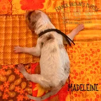 Madeleine, a female Poodle - Miniature  and Poodle - Standard  for sale in Sedalia, MO – 3 of 3