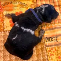 Pierre, a male Poodle - Miniature  and Poodle - Standard  for sale in Sedalia, MO – 3 of 3