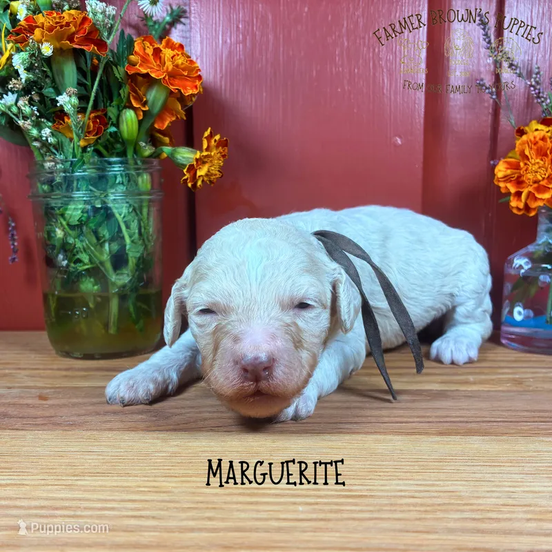 Marguerite – Poodle - Miniature , Poodle - Standard  puppy for sale in Sedalia, MO