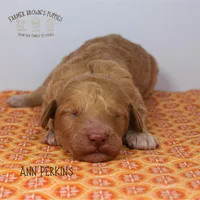 Ann Perkins, a female Poodle - Miniature  and Poodle - Standard  for sale in Sedalia, MO – 1 of 1