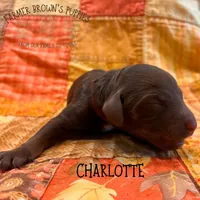 Charlotte, a female Poodle - Miniature  and Poodle - Standard  for sale in Sedalia, MO – 1 of 3