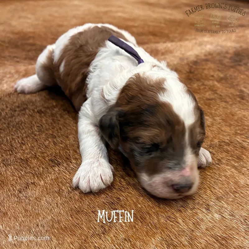 Muffin – Poodle - Miniature , Poodle - Standard  puppy for sale in Sedalia, MO
