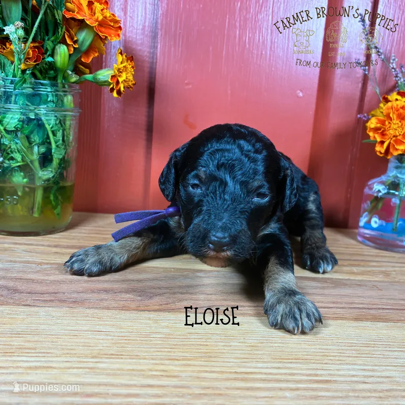 Eloise – Poodle - Miniature , Poodle - Standard  puppy for sale in Sedalia, MO