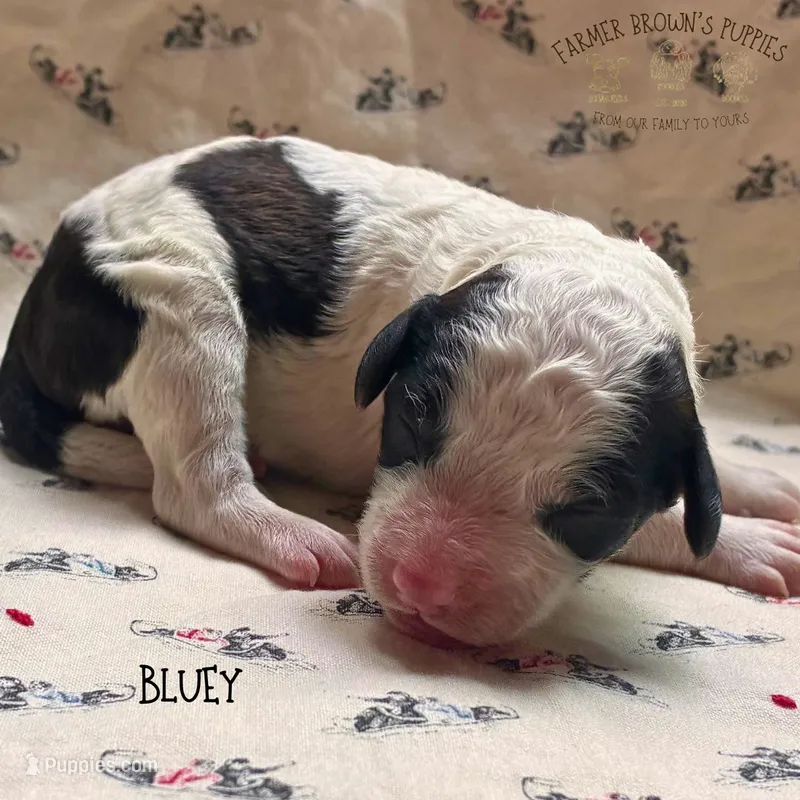 Bluey – Poodle - Miniature , Poodle - Standard  puppy for sale in Sedalia, MO